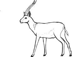 Gazelle.jpg